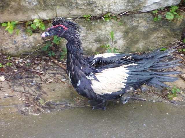 この鳥の名前は フィールドネイチャー石垣島日記