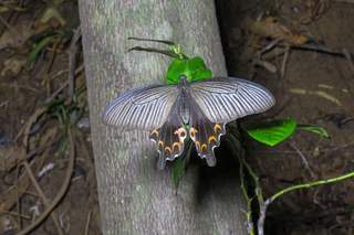 Snd195b-2.jpg