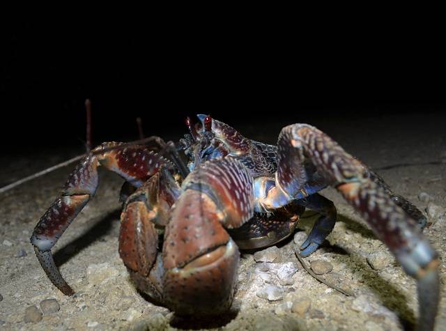 ヤシガニ発見！: フィールドネイチャー石垣島日記