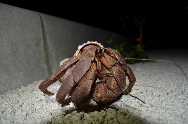 ヤシガニ発見！: フィールドネイチャー石垣島日記