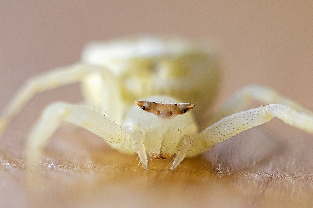 白いクモ: フィールドネイチャー石垣島日記
