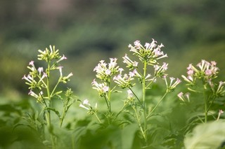 hatabako (2).jpg