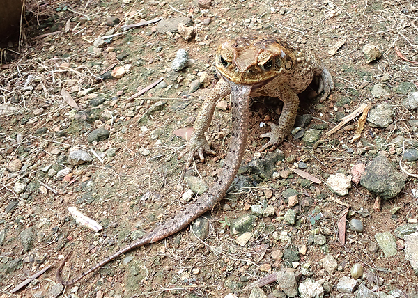 カエルがヘビを食う？: フィールドネイチャー石垣島日記